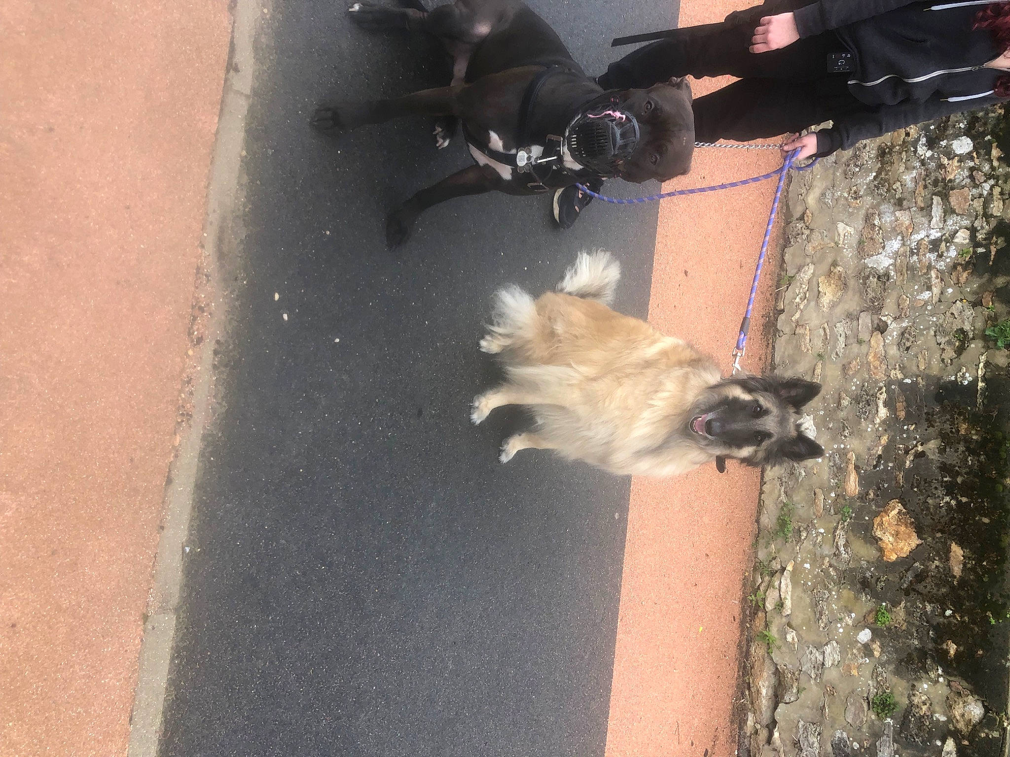 Tyson a rejoint le concours — aidez-le/la à gagner de superbes lots ! asphalt, beak, bird, concrete, dog, feather, felidae, foot, fur, human_leg, road, road_surface, shadow, sidewalk, street, tail, tar, tree, wing, wood