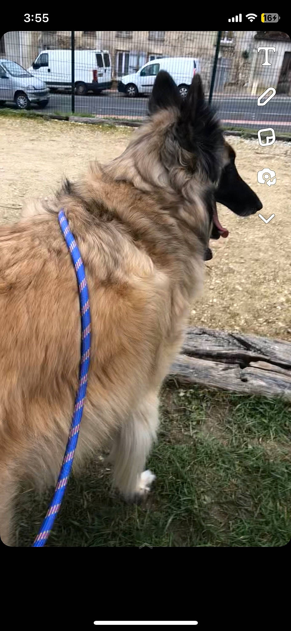 Tyson participe au concours pour gagner de l'argent avec cette photo : canidae, carnivore, collar, companion_dog, dog, dog_breed, dog_collar, east_european_shepherd, fawn, fur, herding_dog, leash, old_german_shepherd_dog, pack_animal, pet_supply, snout, sporting_group, tail, working_animal, working_dog