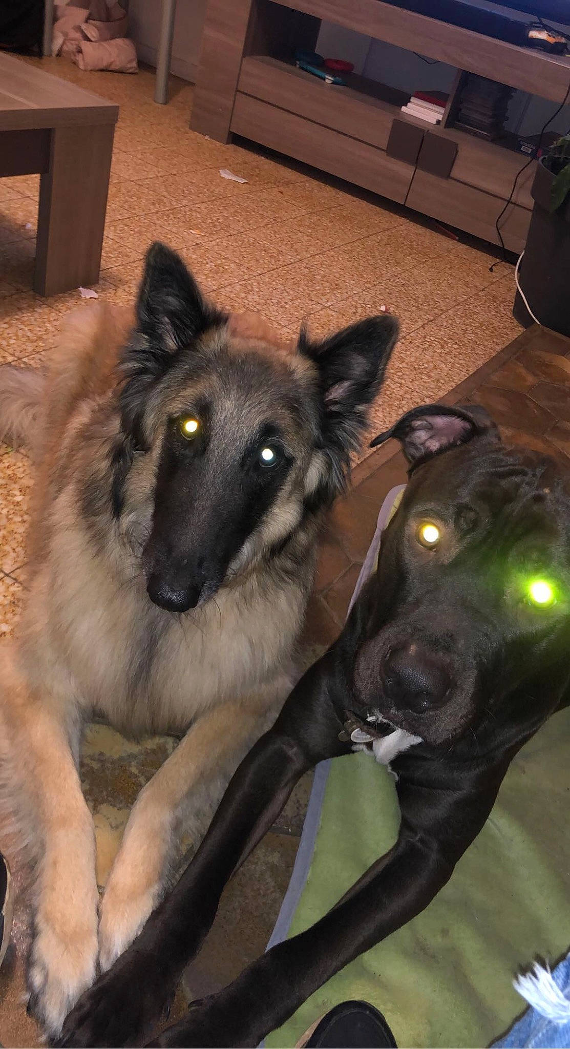 Tyson participe au concours pour gagner de l'argent avec cette photo : box, canidae, carnivore, collar, companion_dog, dog, dog_breed, dog_supply, east_european_shepherd, fawn, fur, german_shepherd_dog, guard_dog, herding_dog, king_shepherd, old_german_shepherd_dog, snout, sporting_group, working_animal, working_dog