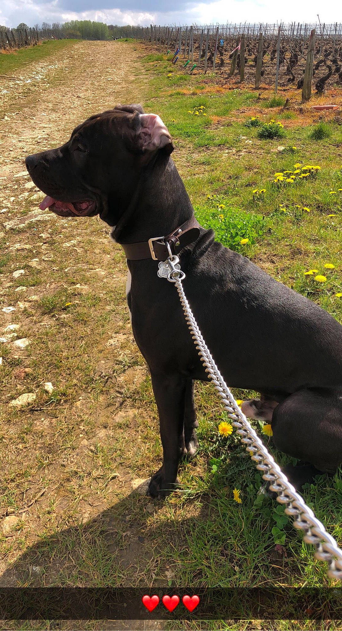 Sisco a rejoint le concours — aidez-le/la à gagner de superbes lots ! borador, canidae, carnivore, collar, companion_dog, dog, dog_breed, dog_collar, dog_supply, fashion_accessory, fawn, grass, leash, liver, pet_supply, plant, snout, sporting_group, tail, working_animal