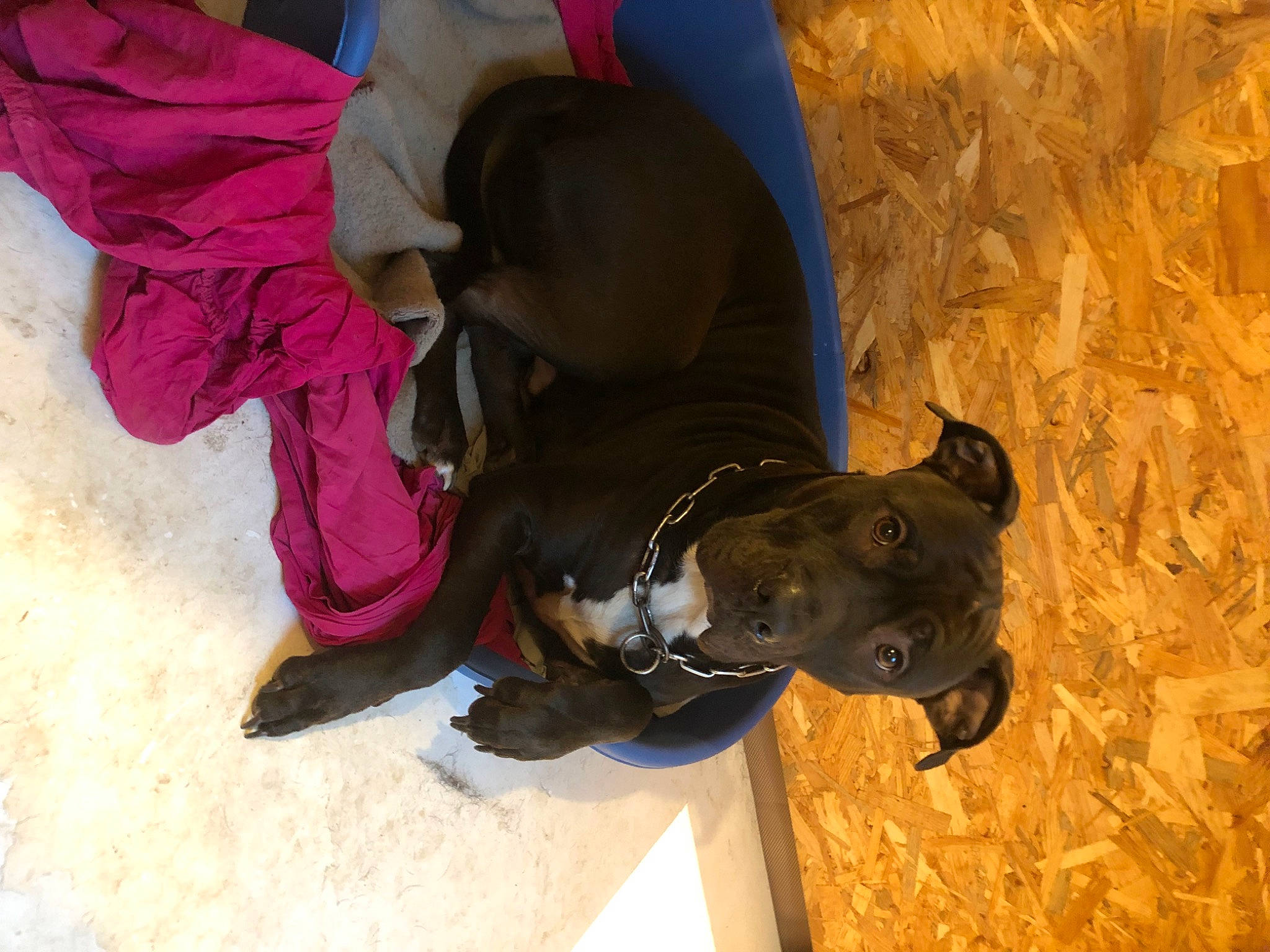 Sisco a rejoint le concours — aidez-le/la à gagner de superbes lots ! adventure, canidae, carmine, carnivore, collar, dog, dog_breed, dog_collar, dog_supply, fashion_accessory, fawn, helmet, personal_protective_equipment, pet_supply, recreation, snout, snow, sporting_group, window, working_animal