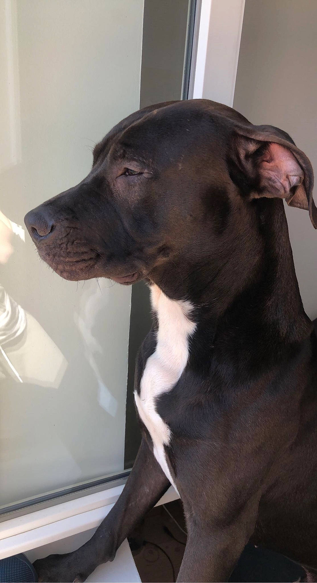 Sisco participe au concours pour gagner de l'argent avec cette photo : borador, carnivore, collar, comfort, companion_dog, dog, dog_breed, dog_collar, ear, fawn, fur, guard_dog, liver, pet_supply, snout, sporting_group, tail, terrestrial_animal, whiskers, working_animal