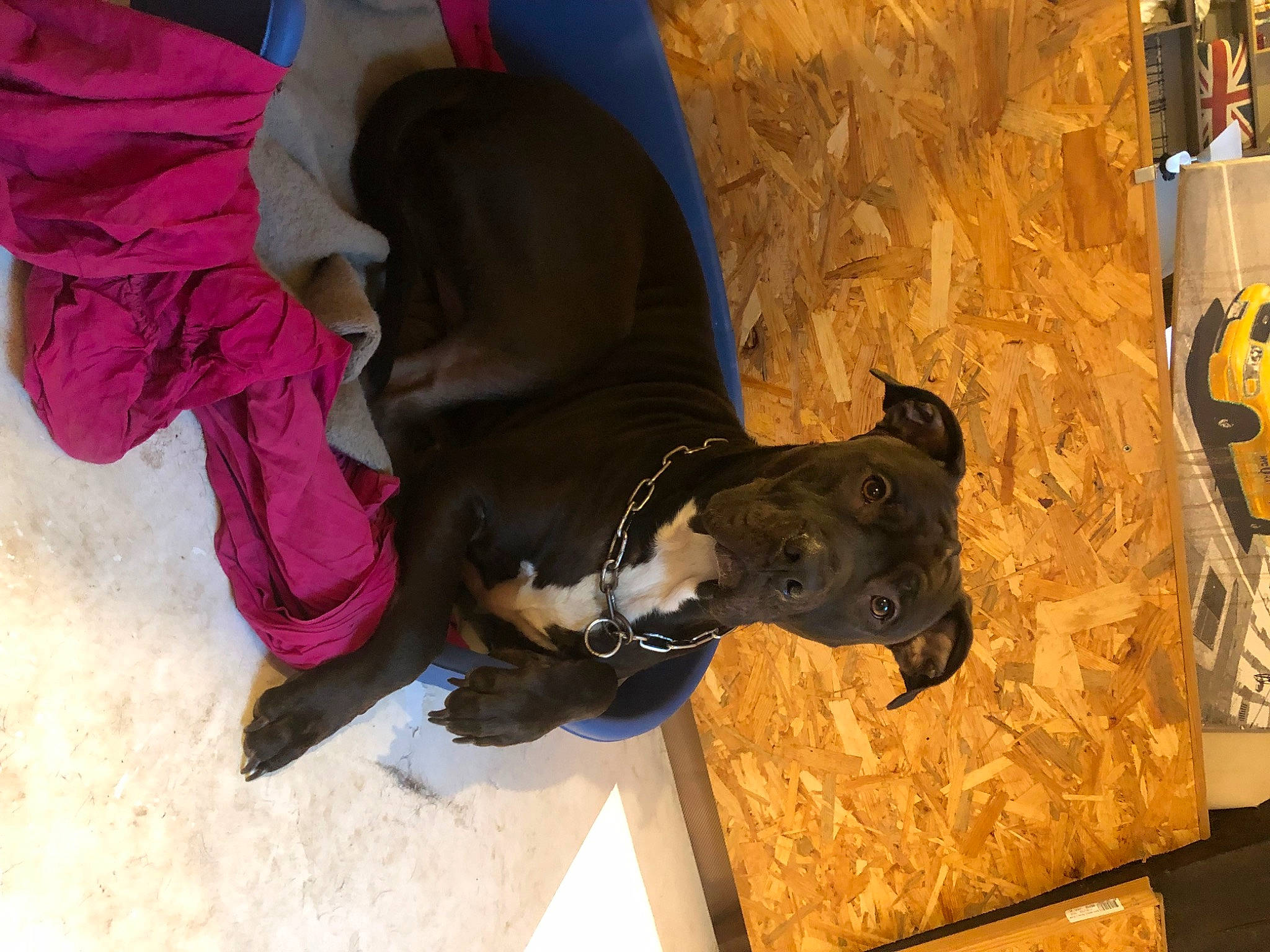 Sisco participe au concours pour gagner de l'argent avec cette photo : adventure, carmine, carnivore, collar, companion_dog, dog, dog_breed, dog_clothes, dog_collar, dog_supply, fawn, guard_dog, leash, personal_protective_equipment, pet_supply, sporting_group, tail, window, working_animal, working_dog