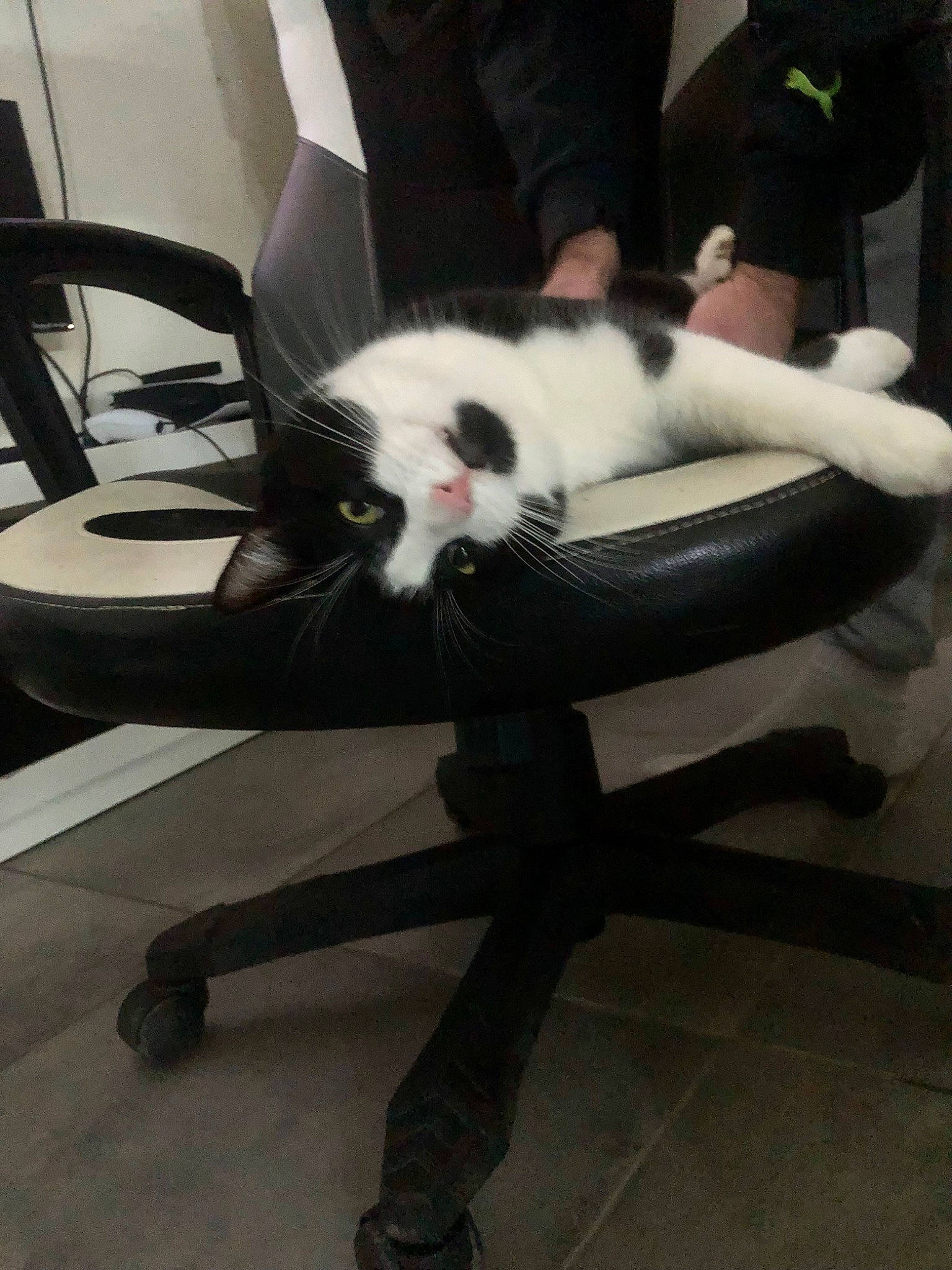 Thanos participe au concours pour gagner de l'argent avec cette photo : canidae, carnivore, cat, chair, comfort, companion_dog, dog_breed, felidae, formal_wear, fur, lap, plant, shoe, small_to_medium_sized_cats, sporting_group, tail, thigh, whiskers, white, wood