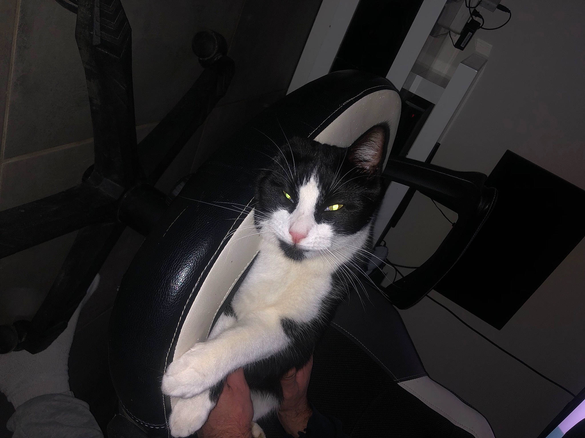 Thanos participe au concours pour gagner de l'argent avec cette photo : auto_part, automotive_exterior, automotive_lighting, automotive_tire, carnivore, cat, comfort, domestic_short_haired_cat, felidae, fender, formal_wear, fur, monochrome_photography, paw, rim, small_to_medium_sized_cats, snout, tail, vehicle_door, whiskers