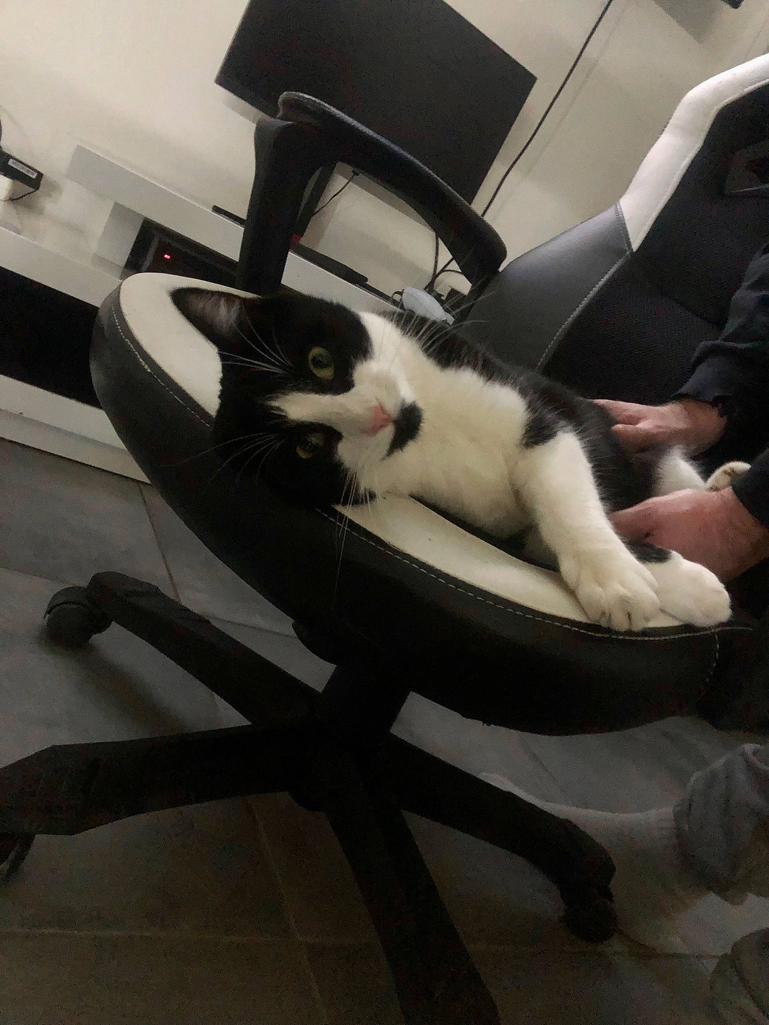 Thanos a rejoint le concours — aidez-le/la à gagner de superbes lots ! armrest, auto_part, automotive_design, automotive_exterior, canidae, carnivore, cat, chair, comfort, companion_dog, felidae, fur, furniture, human_leg, lap, room, small_to_medium_sized_cats, sports_equipment, tail, whiskers