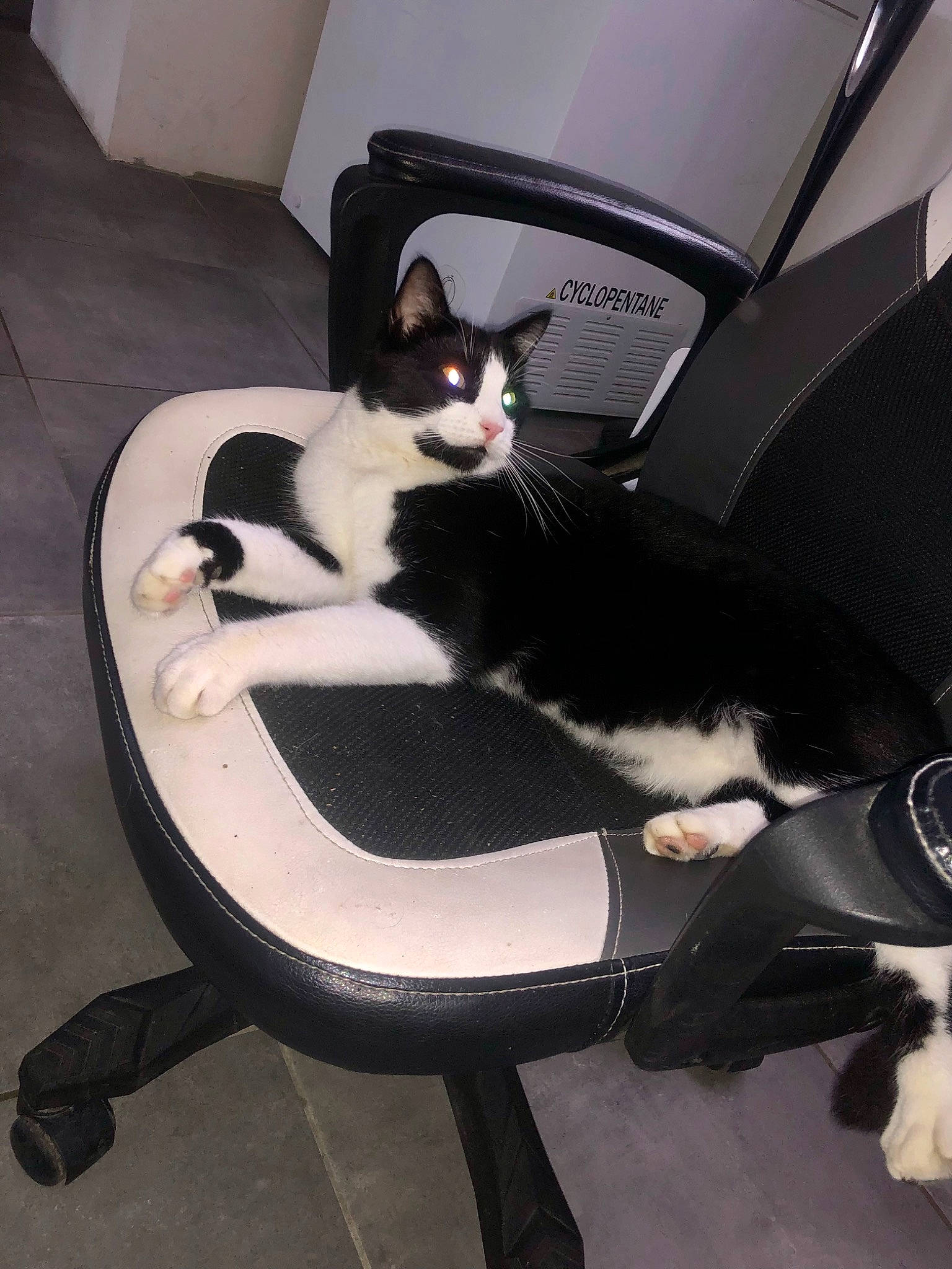 Thanos a rejoint le concours — aidez-le/la à gagner de superbes lots ! auto_part, automotive_design, carnivore, cat, cat_supply, comfort, felidae, flooring, formal_wear, fur, room, sitting, small_to_medium_sized_cats, tail, whiskers