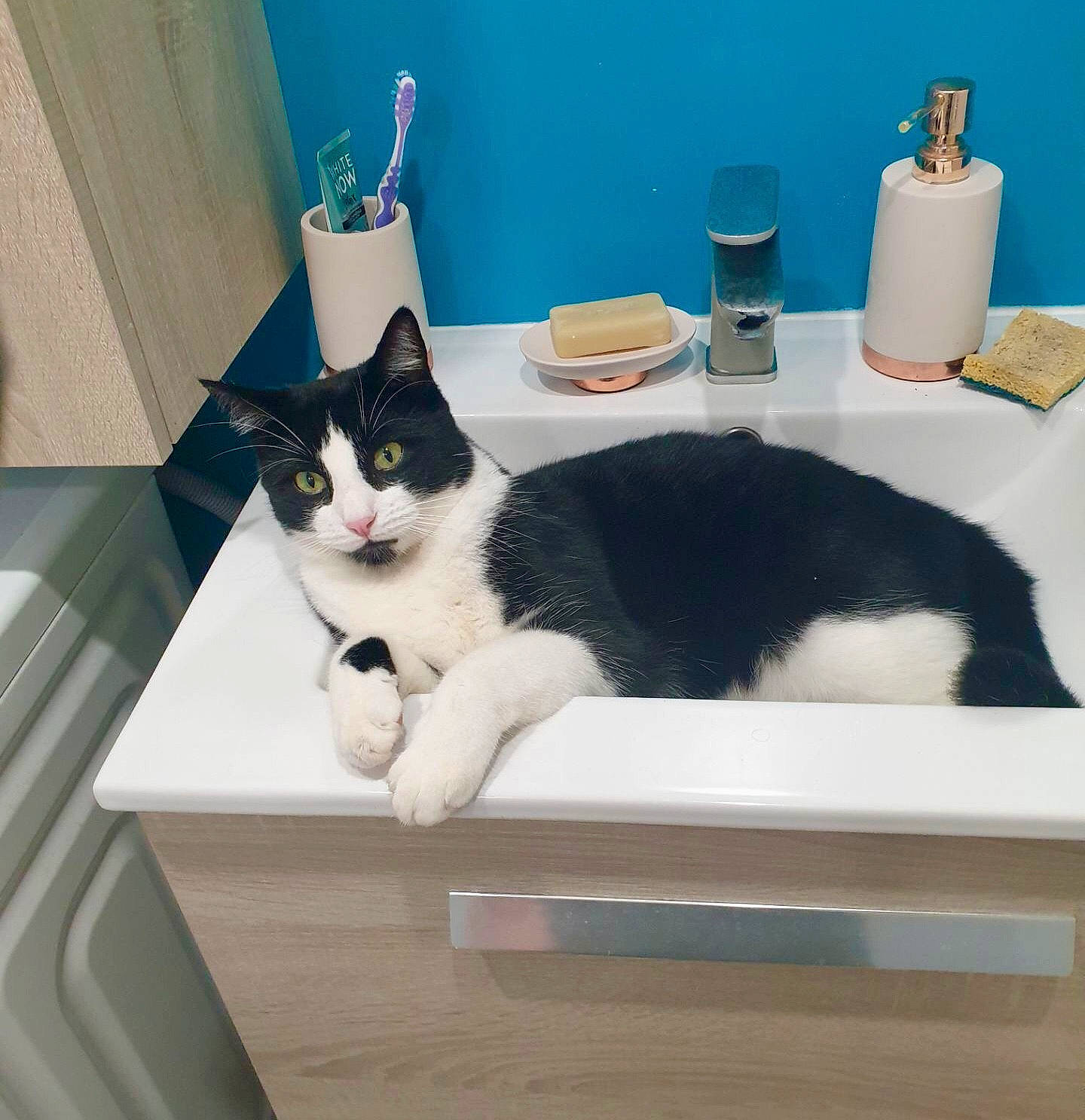 Thanos participe au concours pour gagner de l'argent avec cette photo : blue, carnivore, cat, cat_supply, comfort, domestic_short_haired_cat, felidae, flooring, fur, household_supply, mammal, pet_supply, rectangle, room, small_to_medium_sized_cats, tail, toilet_paper, vertebrate, whiskers, wood