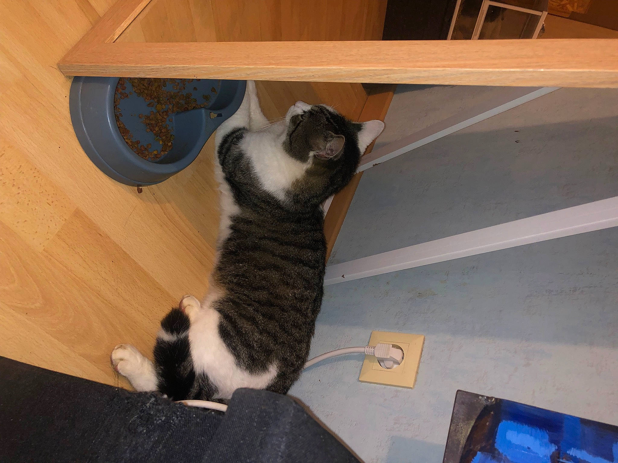 Simba a rejoint le concours — aidez-le/la à gagner de superbes lots ! carnivore, cat, comfort, dog_breed, domestic_short_haired_cat, felidae, floor, flooring, fur, hardwood, laminate_flooring, plywood, room, small_to_medium_sized_cats, tail, varnish, whiskers, wood, wood_flooring, wood_stain