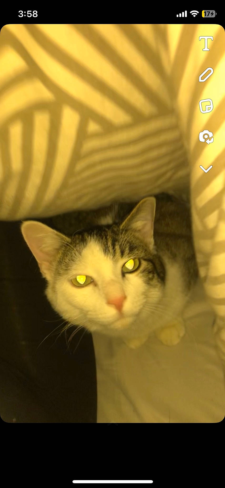 Simba participe au concours pour gagner de l'argent avec cette photo : art, carnivore, cat, comfort, domestic_short_haired_cat, ear, eye, felidae, fur, head, paw, small_to_medium_sized_cats, snout, tail, whiskers, window