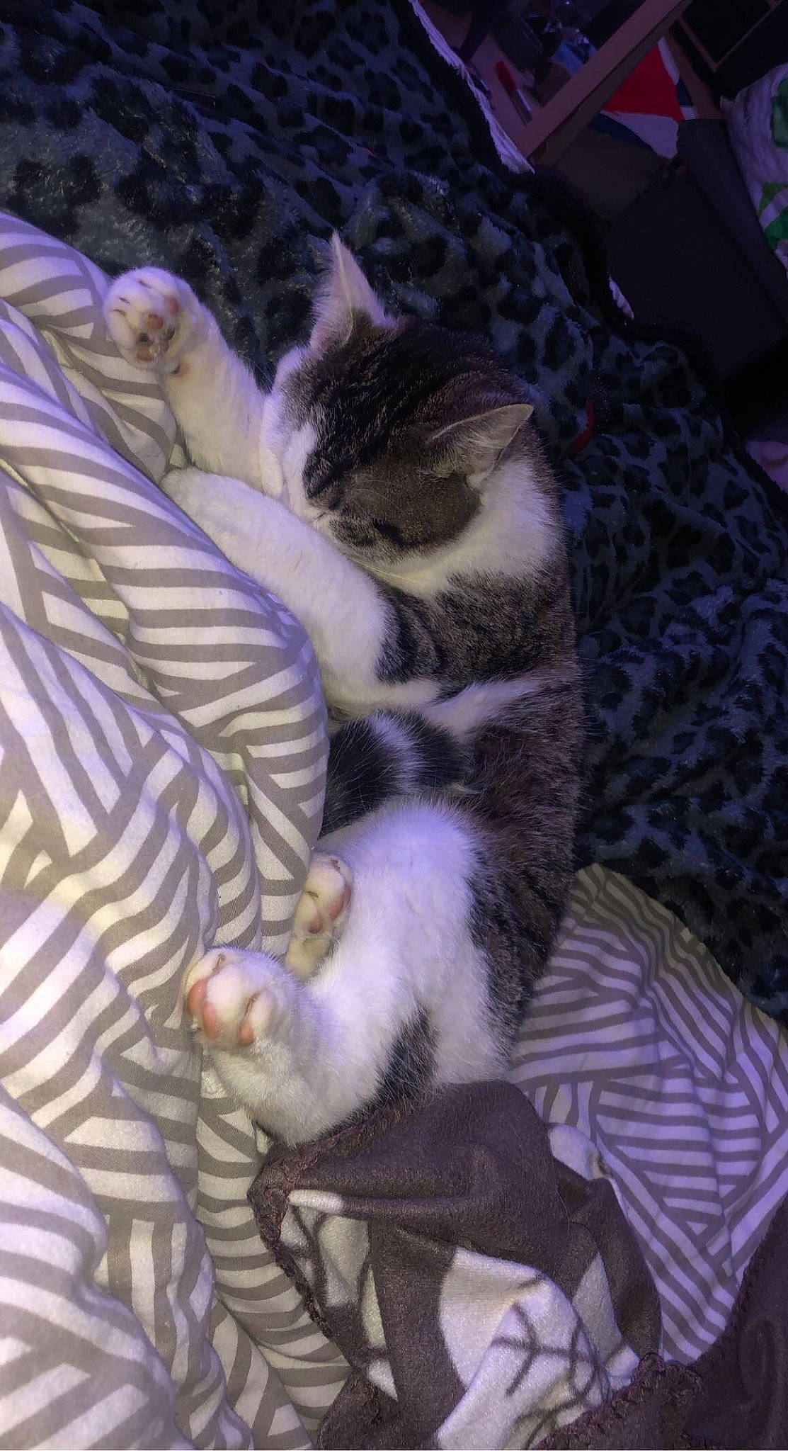 Simba a rejoint le concours — aidez-le/la à gagner de superbes lots ! carnivore, cat, claw, comfort, companion_dog, domestic_short_haired_cat, fawn, felidae, fur, linens, nap, pattern, paw, purple, sleep, small_to_medium_sized_cats, tail, whiskers