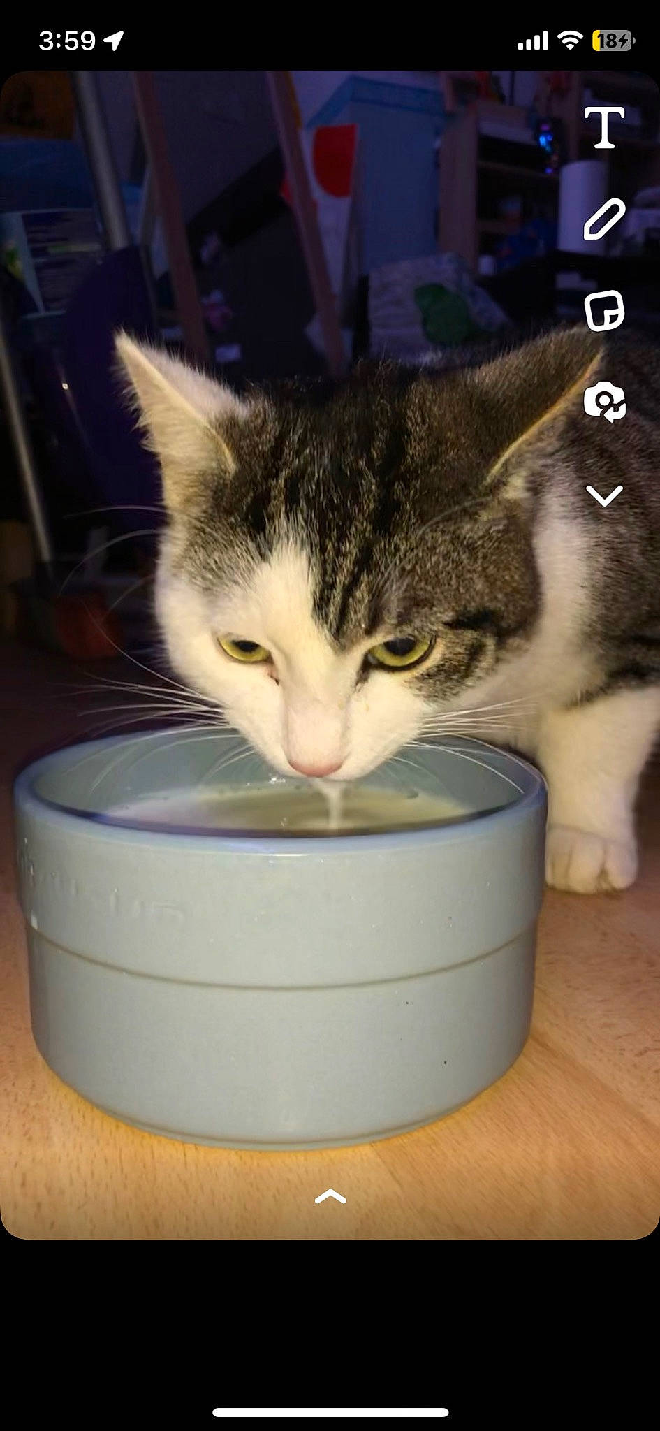 Simba a rejoint le concours — aidez-le/la à gagner de superbes lots ! bowl, box, cardboard, carnivore, cat, cat_supply, domestic_short_haired_cat, felidae, fur, packaging_and_labeling, paw, pet_supply, photo_caption, rectangle, serveware, small_to_medium_sized_cats, tail, whiskers