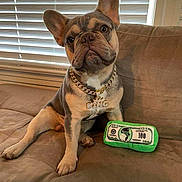 Kona joined the competition — help win amazing prizes! animal, brown_furniture, couch, cute, dog, domestic_animal, ears, french_bulldog, gold_chain, indoor, looking_up, money_toy, pet, plush_toy, portrait, puppy, sitting, toy, window_blinds, young_dog