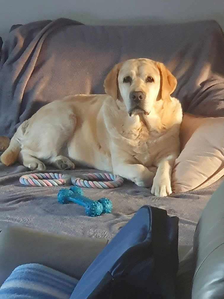 Louna participe au concours pour gagner de l'argent avec cette photo : dog, labrador, yellow_labrador, couch, blanket, toy, rope_toy, chew_bone, pillow, indoor, pet, relaxed, fur, animal, canine, resting, home, comfortable, furniture, light