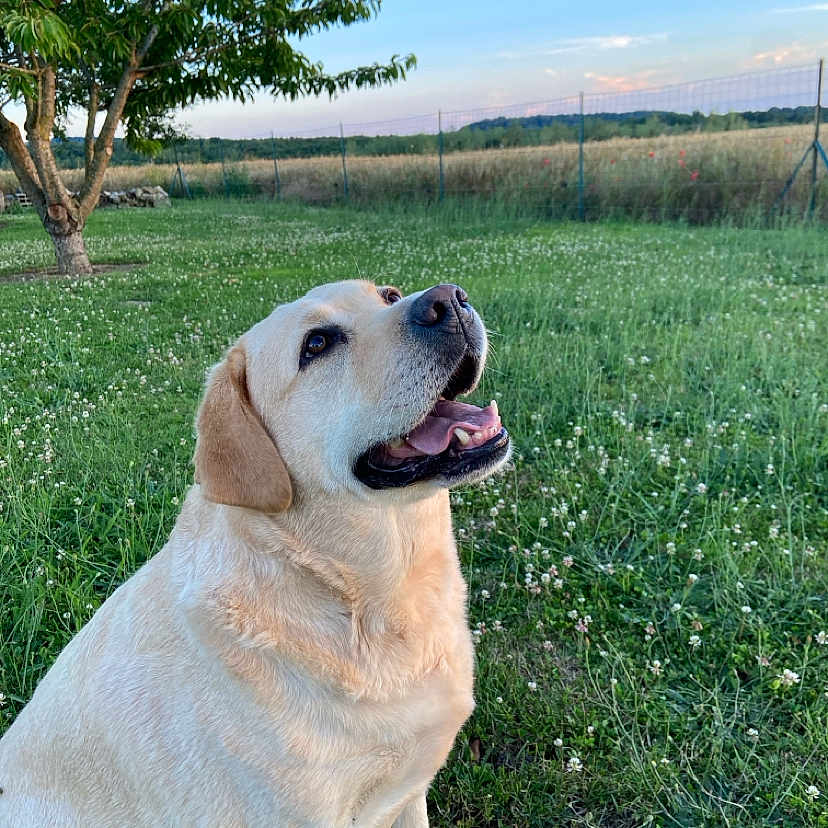 Louna participe au concours pour gagner de l'argent avec cette photo : animal, canine, dog, fence, field, flowers, grass, greenery, happy, labrador_retriever, mammal, nature, outdoor, park, pet, sky, smiling, summer, sunset, tree