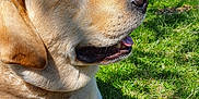 Louna a rejoint le concours — aidez-le/la à gagner de superbes lots ! dog, labrador, golden, canine, pet, animal, grass, outdoor, sunlight, nature, tree, sky, tongue, muzzle, fur, relaxing, park, daytime, closeup, resting