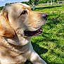 dog, labrador, golden, canine, pet, animal, grass, outdoor, sunlight, nature, tree, sky, tongue, muzzle, fur, relaxing, park, daytime, closeup, resting