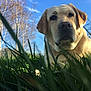 Louna a rejoint le concours — aidez-le/la à gagner de superbes lots ! dog, labrador, grass, outdoor, nature, sky, tree, pet, animal, closeup, canine, mammal, leafless_tree, sunlight, daytime, portrait, snout, ears, fur, relaxation