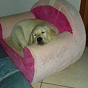 Louna participe au concours pour gagner de l'argent avec cette photo : puppy, dog, sleeping, couch, pink, beige, tile_floor, indoor, pet, cozy, resting, young_dog, furniture, cute, animal, canine, small_couch, relaxing, soft, home