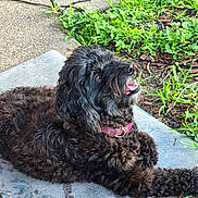 Pepper joined the competition — help win amazing prizes! dog, black_dog, shaggy_dog, curly_fur, outdoor, garden, grass, plants, pavement, mat, lying_down, sitting, happy, smiling, open_mouth, collar, leash, portrait, pet, daylight
