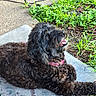 dog, black_dog, shaggy_dog, curly_fur, outdoor, garden, grass, plants, pavement, mat, lying_down, sitting, happy, smiling, open_mouth, collar, leash, portrait, pet, daylight