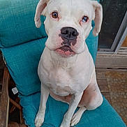 Kaz joined the competition — help win amazing prizes! animal, canine, chair, companion, curious, cushion, cute, dog, domestic_animal, door, ears, face, outdoor, paws, pet, porch, sitting, teal_cushion, white_dog, wooden_chair