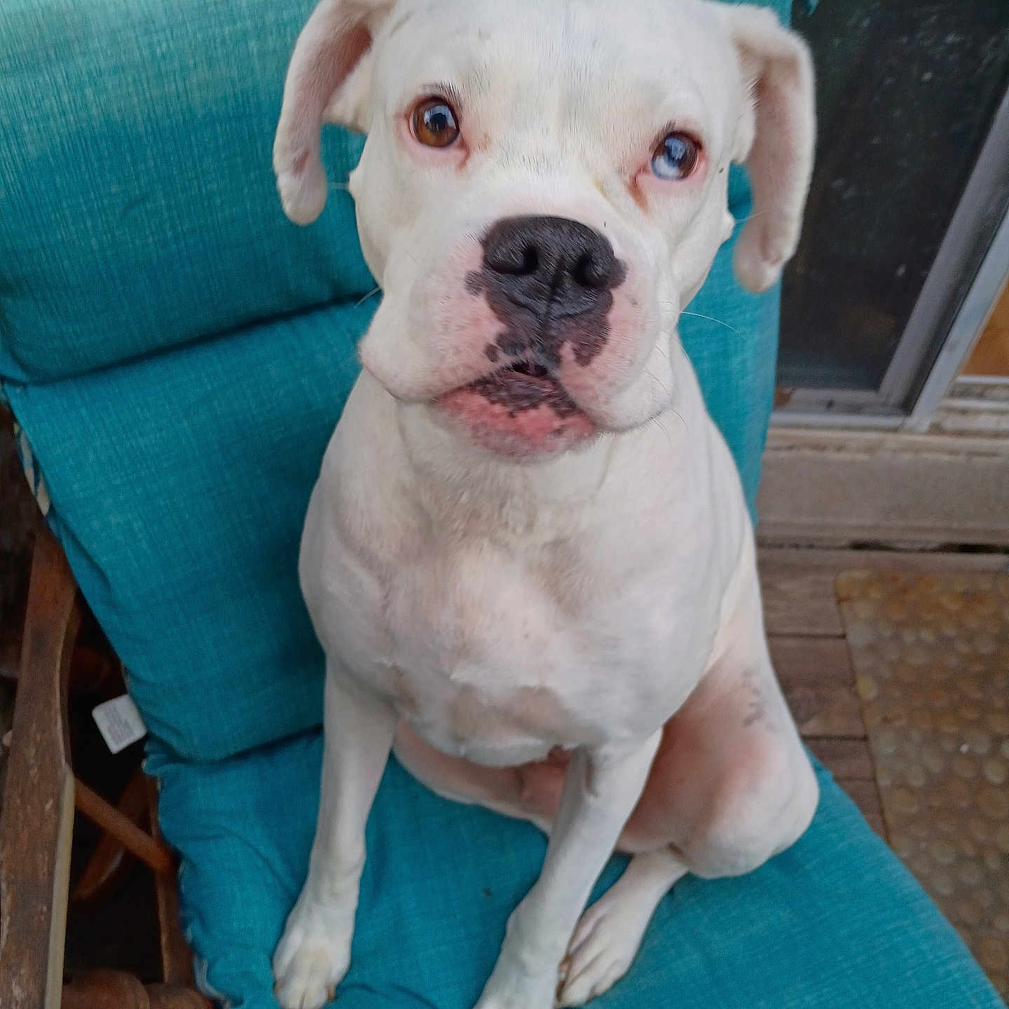 Kaz joined the competition — help win amazing prizes! animal, canine, chair, companion, curious, cushion, cute, dog, domestic_animal, door, ears, face, outdoor, paws, pet, porch, sitting, teal_cushion, white_dog, wooden_chair