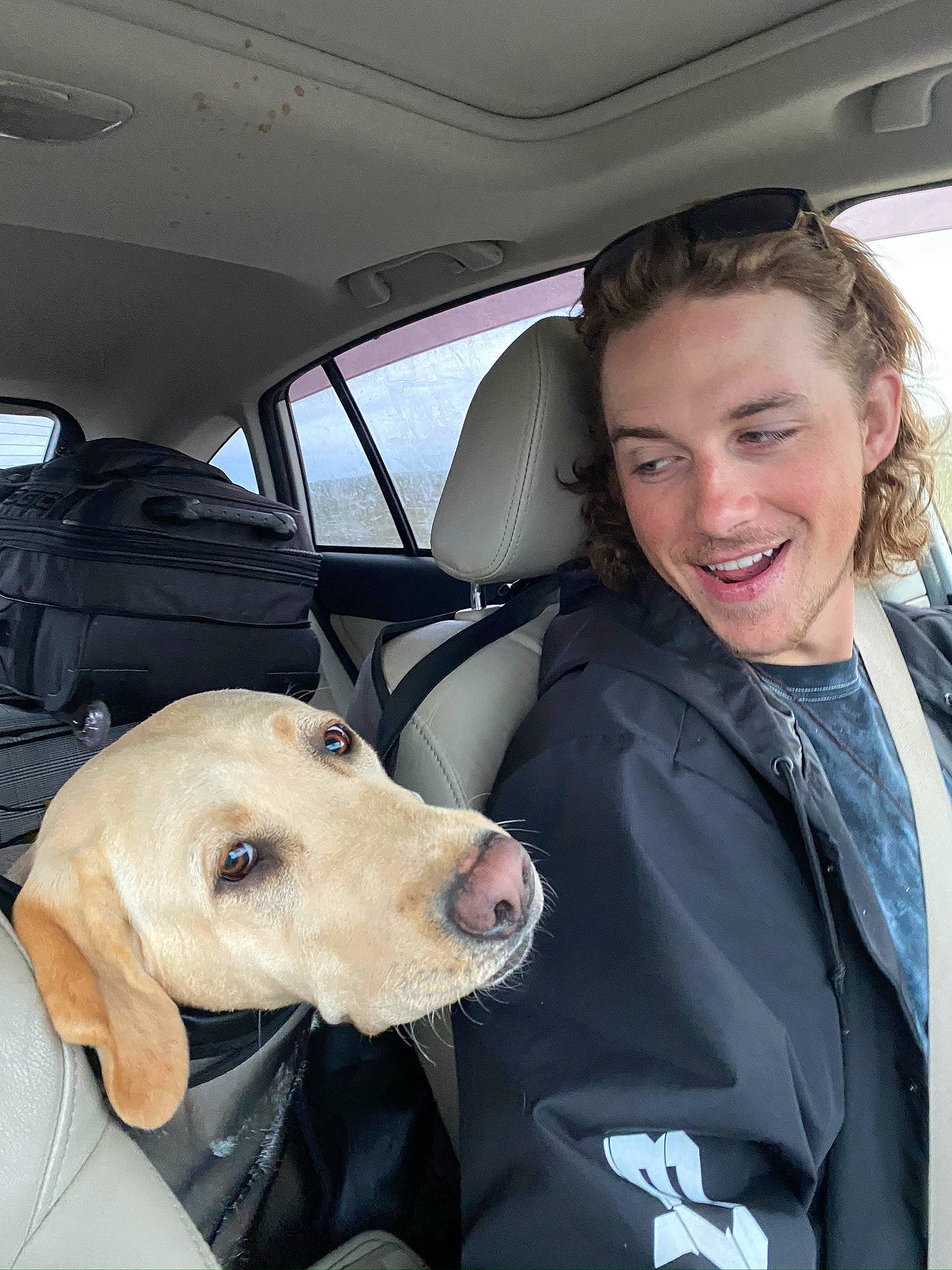 Rezz is registered to the contest to win money with this photo: canidae, car, car_seat, carnivore, companion_dog, dog, dog_breed, hunting_dog, labrador_retriever, retriever, snout, sporting_group, vehicle, weimaraner