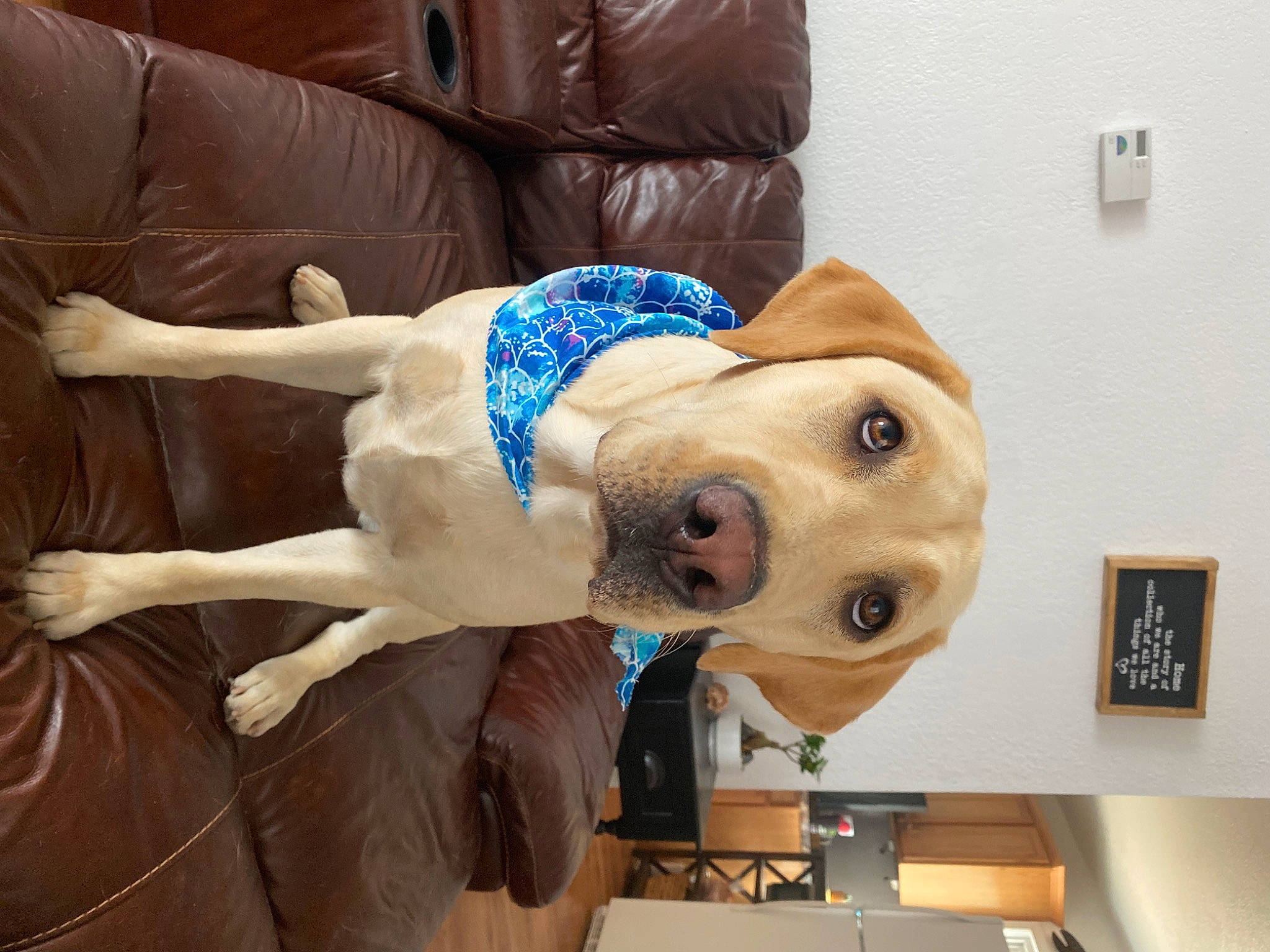 Rezz is registered to the contest to win money with this photo: canidae, carnivore, companion_dog, dog, dog_breed, fawn, labrador_retriever, mammal, pit_bull, puppy_love, retriever, snout, sporting_group, vertebrate