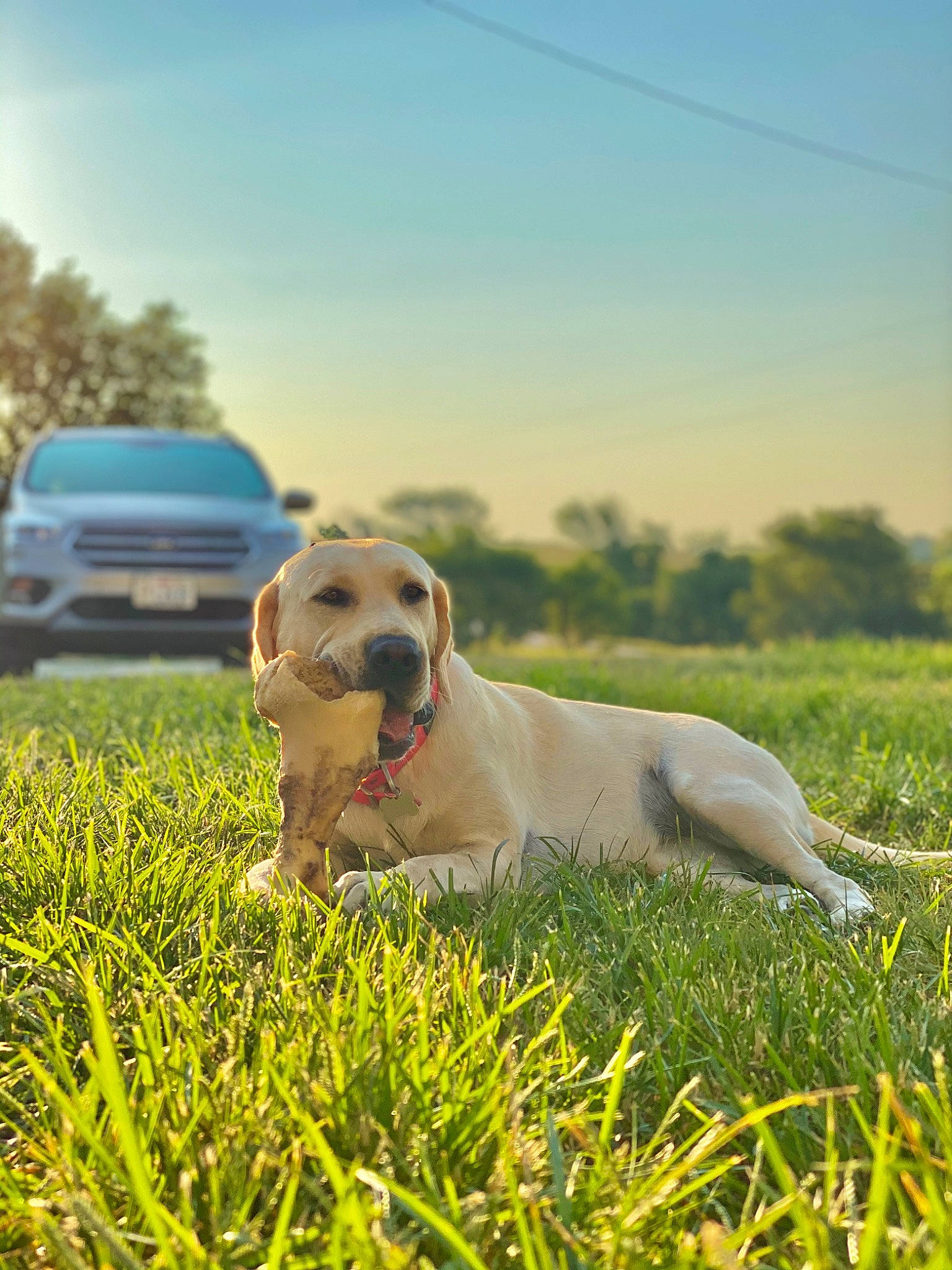 Rezz is registered to the contest to win money with this photo: canidae, carnivore, companion_dog, dog, dog_breed, golden_retriever, grass, grass_family, hunting_dog, labrador_retriever, mammal, meadow, plant, puppy, retriever, sky, sporting_group, sunlight, tree, vertebrate