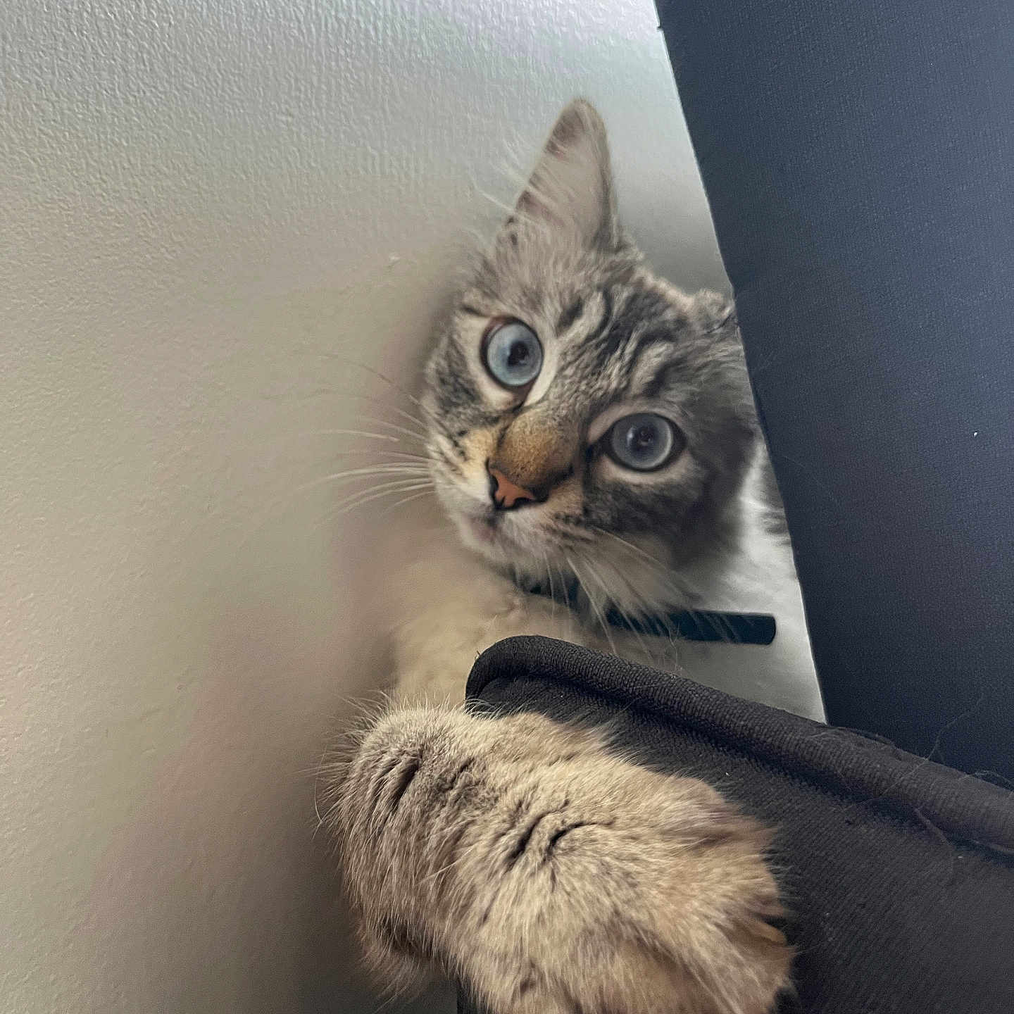 Lumpy participe au concours pour gagner de l'argent avec cette photo : animal, blue_eyes, cat, close_up, collar, curious, curled, domestic_animal, feline, fur, indoor, looking, mammal, paw, pet, playful, soft_light, texture, wall, whiskers