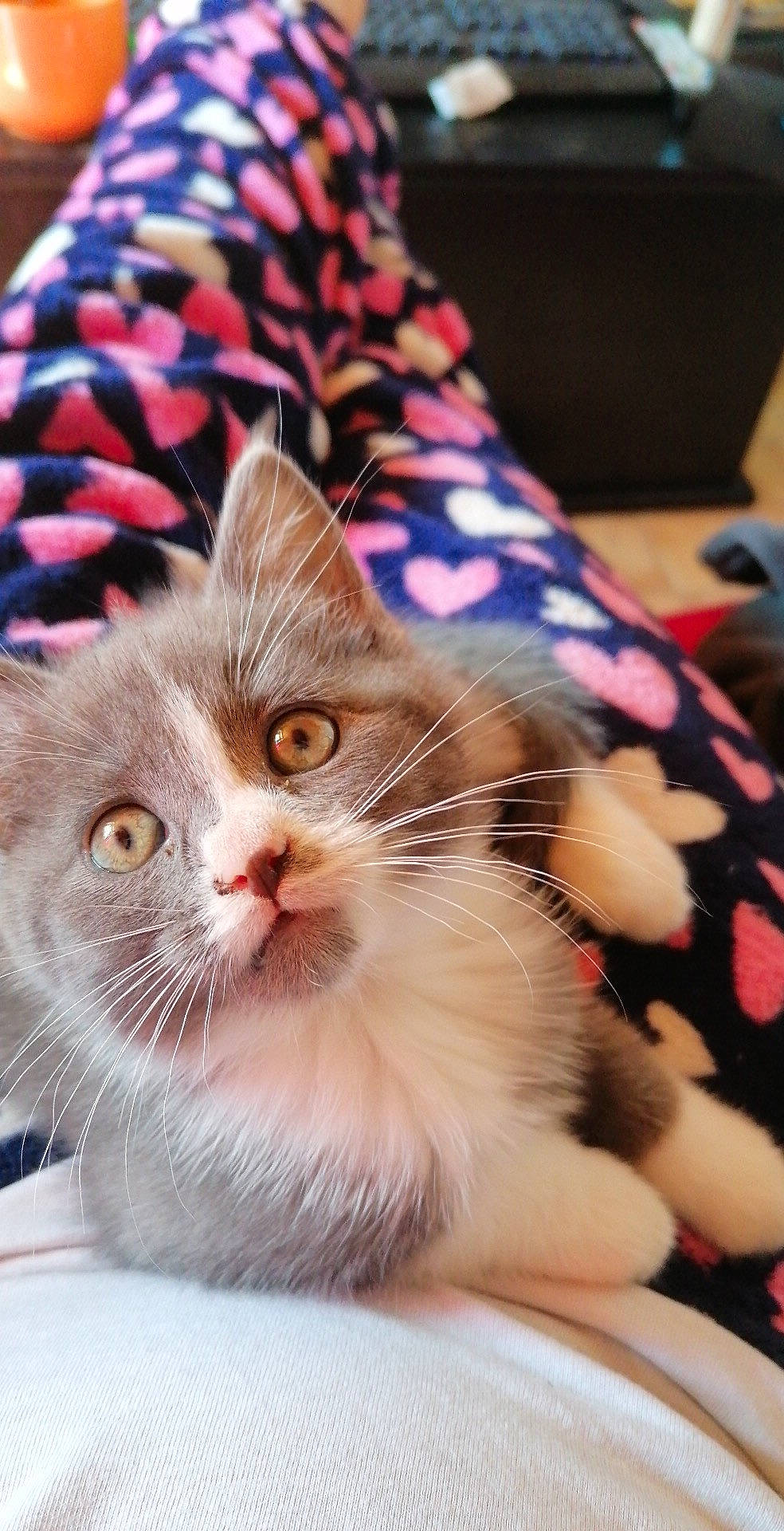 Sevene participe au concours pour gagner de l'argent avec cette photo : box, carnivore, cat, claw, comfort, domestic_short_haired_cat, fashion_accessory, fawn, felidae, fur, lap, linens, magenta, pattern, paw, plaid, small_to_medium_sized_cats, snout, whiskers, window