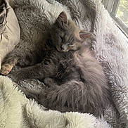 Hazel joined the competition — help win amazing prizes! kitten, cat, sleeping, furry, cozy, blanket, window, indoor, pet, cute, resting, soft, fur, animal, relaxation, sunlight, comfort, mammal, peaceful, home