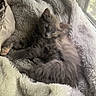 kitten, cat, sleeping, furry, cozy, blanket, window, indoor, pet, cute, resting, soft, fur, animal, relaxation, sunlight, comfort, mammal, peaceful, home