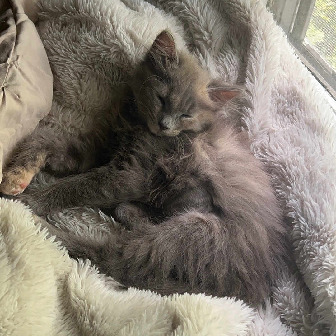 Hazel