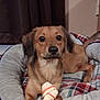 dog, bed, bone, pet, indoor, brown_dog, canine, resting, blanket, cozy, fur, animal, paw, looking, cute, domestic, relaxed, muzzle, ears, companion