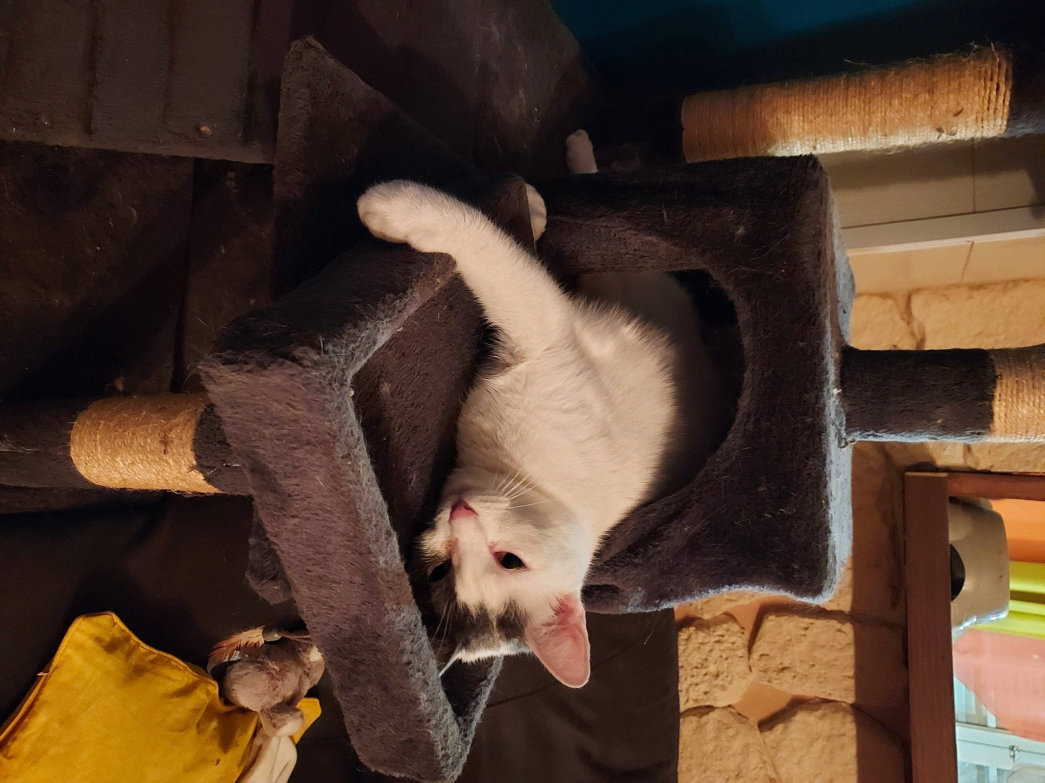 Neige participe au concours pour gagner de l'argent avec cette photo : canidae, carnivore, darkness, fawn, felidae, fur, marsupial, mustelidae, paw, small_to_medium_sized_cats, snout, tail, terrestrial_animal, tints_and_shades, whiskers, wood, working_animal