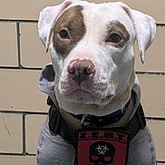 Remi joined the competition — help win amazing prizes! alert, animal, biohazard, brick_wall, brown_patch, canine, closeup, collar, dog, ears, fur, hoodie, indoor, muzzle, patch, pet, portrait, sitting, skull, white_dog