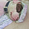 Remi is registered to the contest to win money with this photo: bed, blanket, canine, close_up, closed_eyes, collar, comfortable, cute, dog, dog_pattern, fabric, indoors, napping, pet, resting, sheet, sleep, sleeping_dog, snout, tongue_out