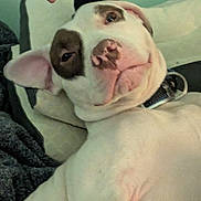 Remi is registered to the contest to win money with this photo: brown_patch, chest, close_up, collar, couch, cushion, dog, ear, human_hand, indoor, lying_down, nose, pet, pillow, pitbull, portrait, relaxed, sleepy, whiskers, white_coat