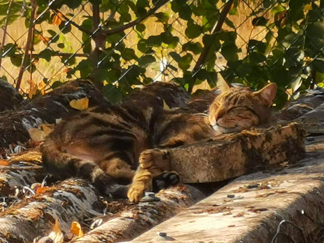 Indy participe au concours pour gagner de l'argent avec cette photo : big_cats, carnivore, cat, comfort, domestic_short_haired_cat, fawn, felidae, fur, grass, leaf, plant, small_to_medium_sized_cats, snout, tail, terrestrial_animal, tree, trunk, whiskers, wildlife, wood