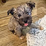 adorable, animal, cheeky, companion, cute, dog, fluffy, fur, indoor, looking_up, paw, pet, playful, puppy, rug, small_dog, texture, tongue_out, wooden_floor, young_dog