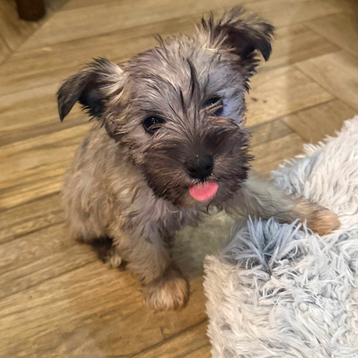 Kinley Ridge joined the competition — help win amazing prizes! adorable, animal, cheeky, companion, cute, dog, fluffy, fur, indoor, looking_up, paw, pet, playful, puppy, rug, small_dog, texture, tongue_out, wooden_floor, young_dog