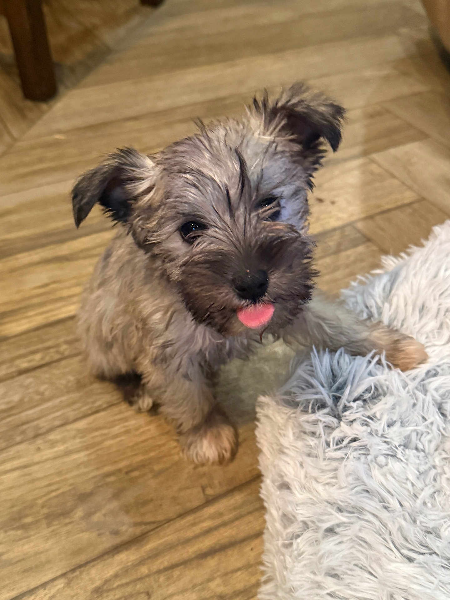 Kinley Ridge joined the competition — help win amazing prizes! adorable, animal, cheeky, companion, cute, dog, fluffy, fur, indoor, looking_up, paw, pet, playful, puppy, rug, small_dog, texture, tongue_out, wooden_floor, young_dog