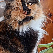 Daisy joined the competition — help win amazing prizes! cat, feline, indoor, close_up, fluffy, multi_colored, amber_eyes, whiskers, wicker_chair, plant, home, pet, portrait, domestic_animal, fur, sitting, cute, animal, face, relaxed