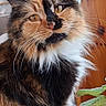 cat, feline, indoor, close_up, fluffy, multi_colored, amber_eyes, whiskers, wicker_chair, plant, home, pet, portrait, domestic_animal, fur, sitting, cute, animal, face, relaxed