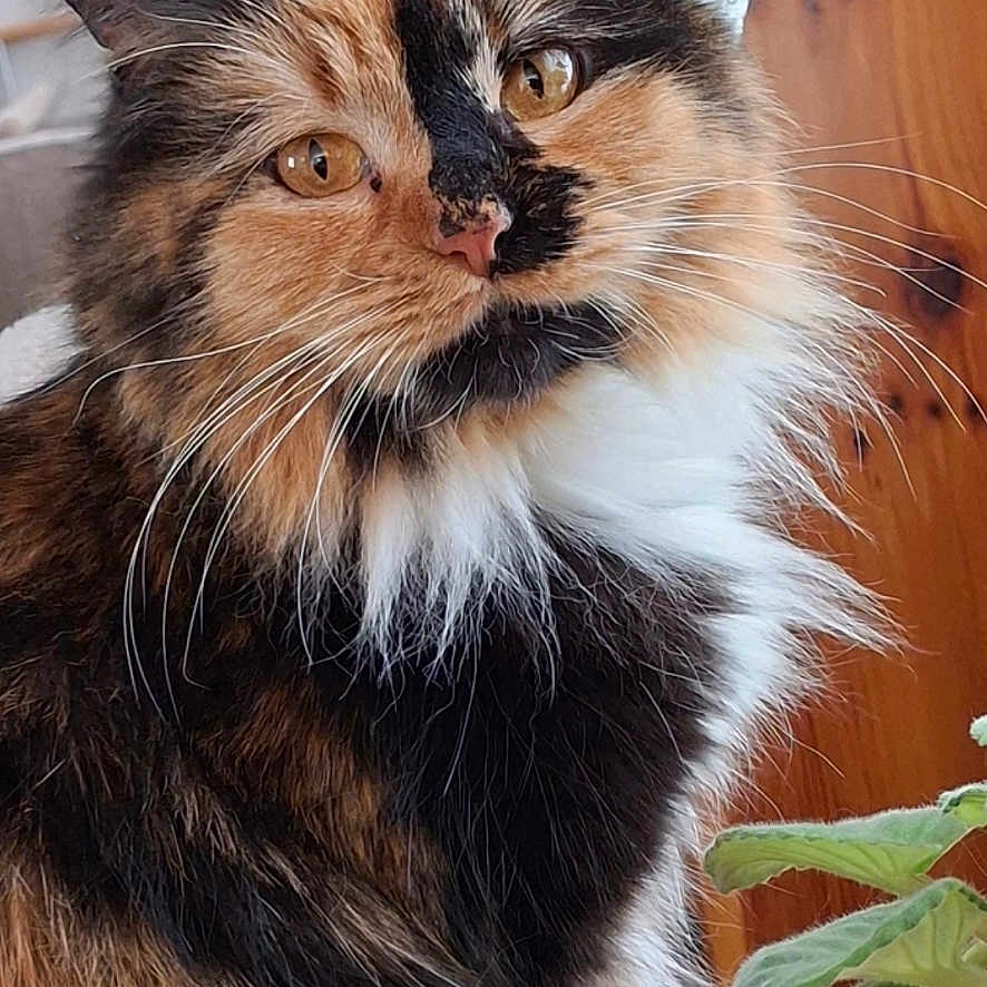 Daisy joined the competition — help win amazing prizes! cat, feline, indoor, close_up, fluffy, multi_colored, amber_eyes, whiskers, wicker_chair, plant, home, pet, portrait, domestic_animal, fur, sitting, cute, animal, face, relaxed