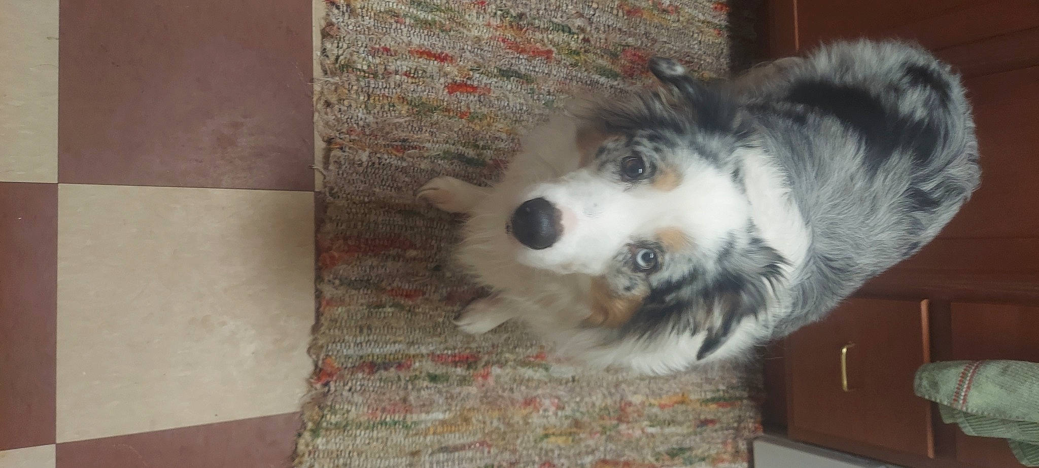 Willow is registered to the contest to win money with this photo: canidae, carnivore, companion_dog, dog, dog_breed, flooring, fur, hardwood, herding_dog, miniature_australian_shepherd, paw, snout, sporting_group, terrestrial_animal, whiskers, wood, working_animal, working_dog