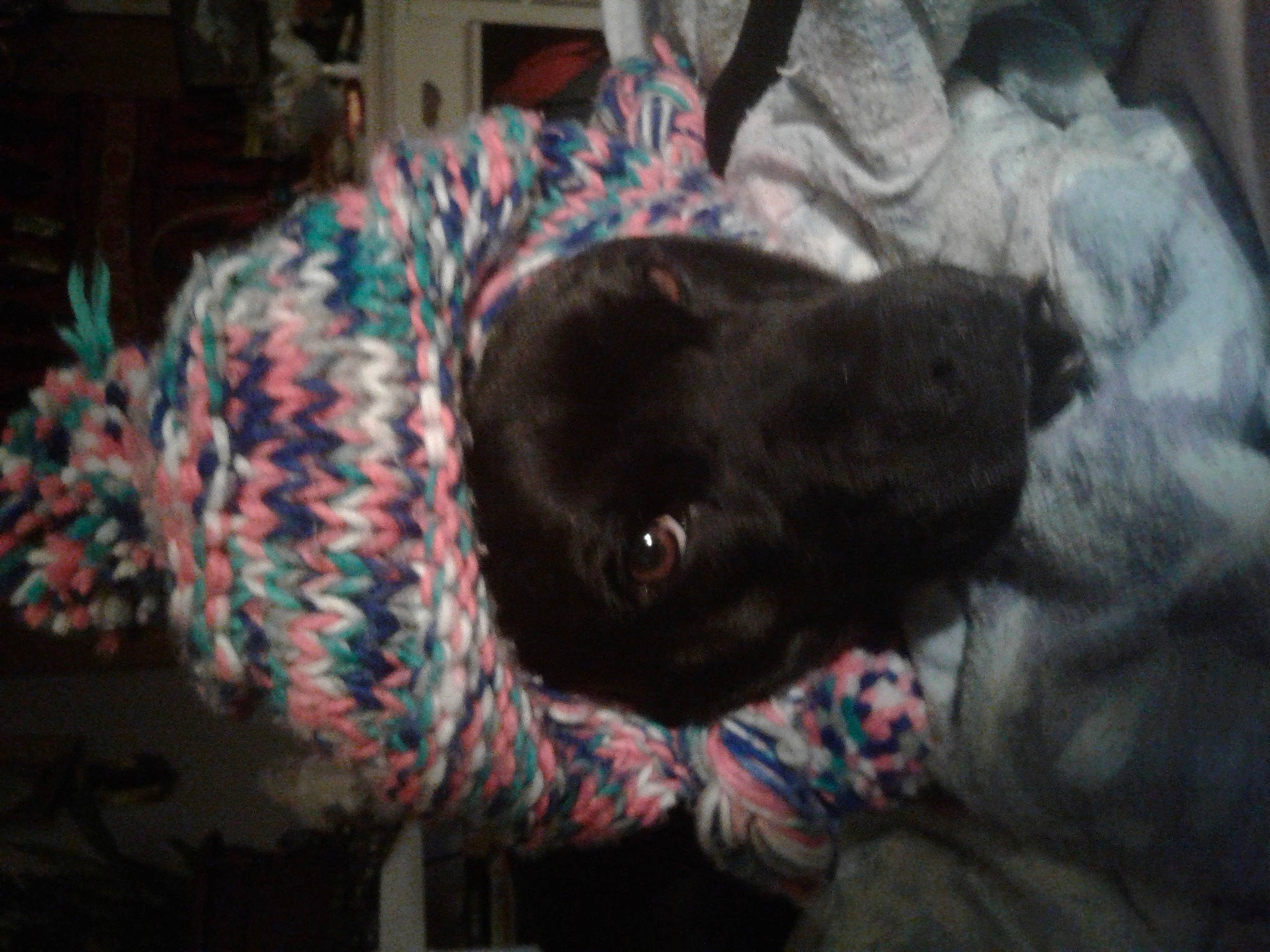 Angel is registered to the contest to win money with this photo: bombay, canidae, carnivore, comfort, companion_dog, darkness, dog, dog_breed, felidae, fur, pattern, pug, small_to_medium_sized_cats, sporting_group, tail, thread, tree, whiskers, wool, woolen