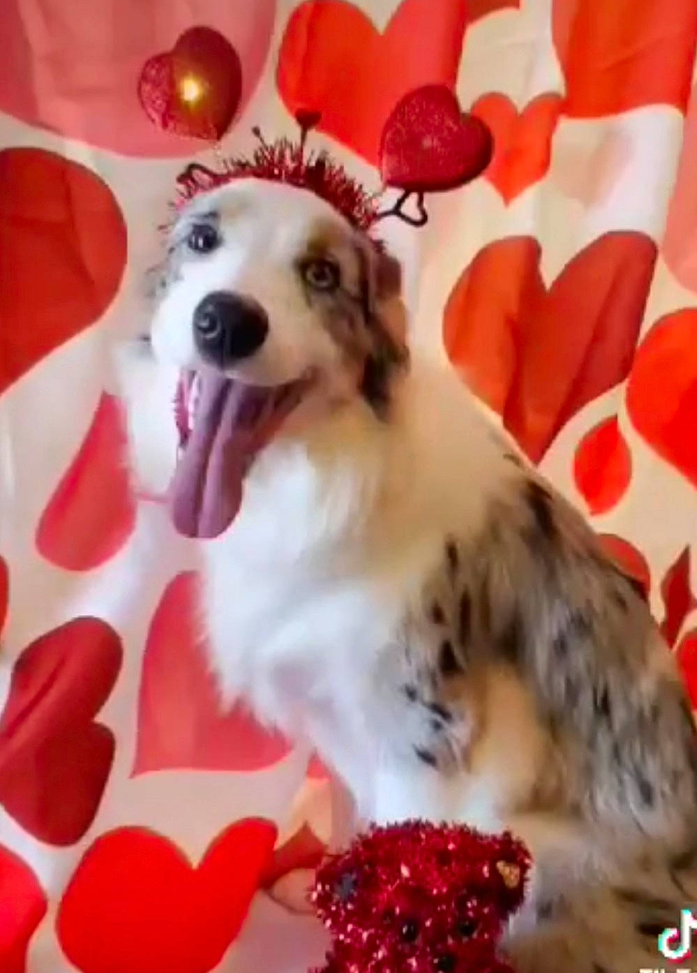 Willow is registered to the contest to win money with this photo: canidae, carnivore, companion_dog, dog, dog_breed, dog_supply, event, fang, fur, happy, paw, pet_supply, sporting_group, toy_dog, whiskers, working_animal